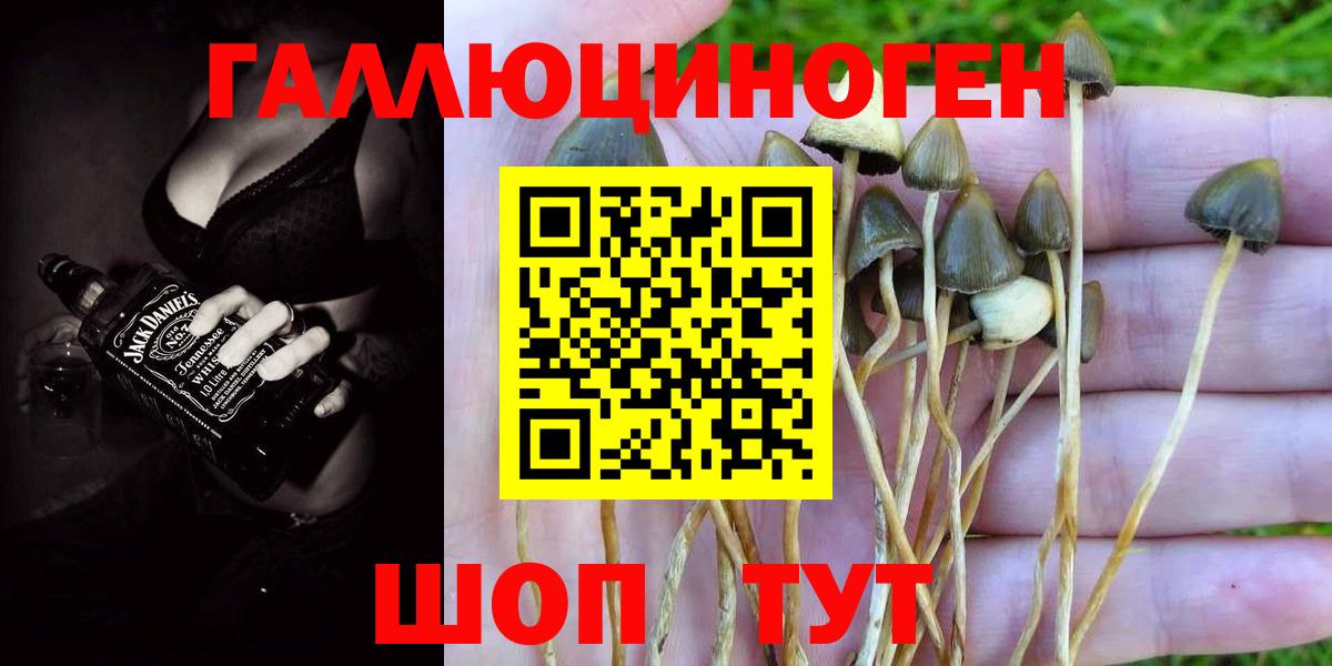 Псилоцибиновые грибы GOLDEN TEACHER Тутаев